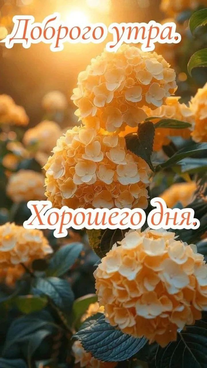 Сириус в LOOKY — публикация