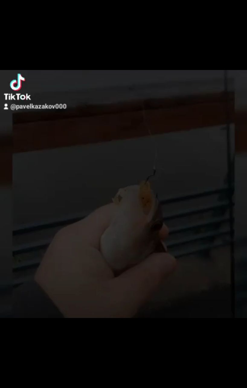 Looky_172413299407841 в LOOKY. . Окуни на каждом забр...