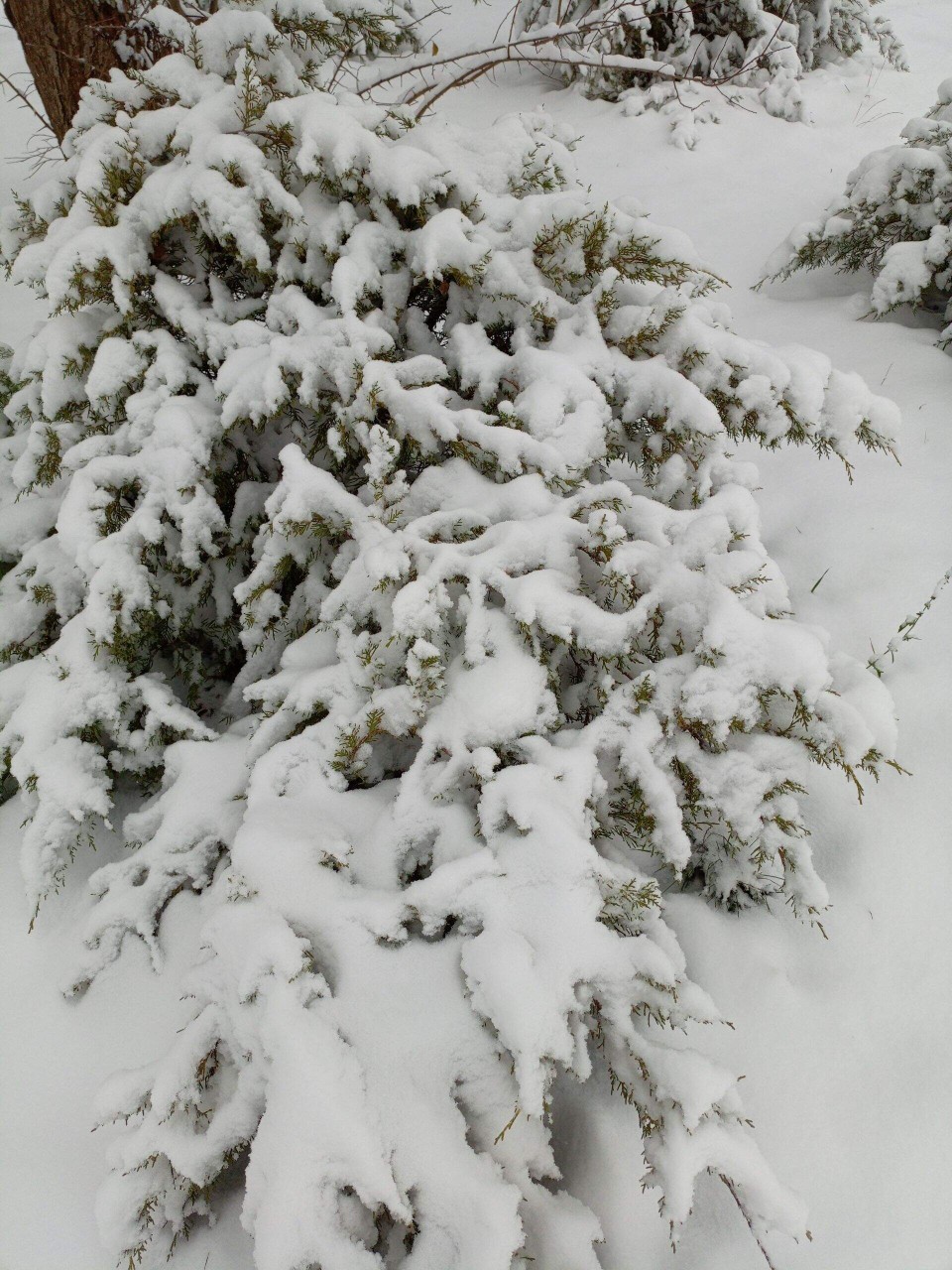 Олеся в LOOKY — публикация