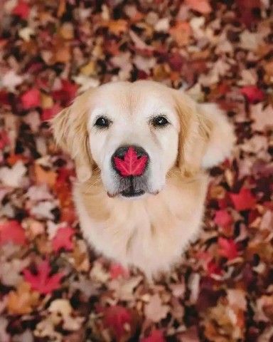 Викулька в LOOKY. #lookydog. Очень на носу Фреда�...