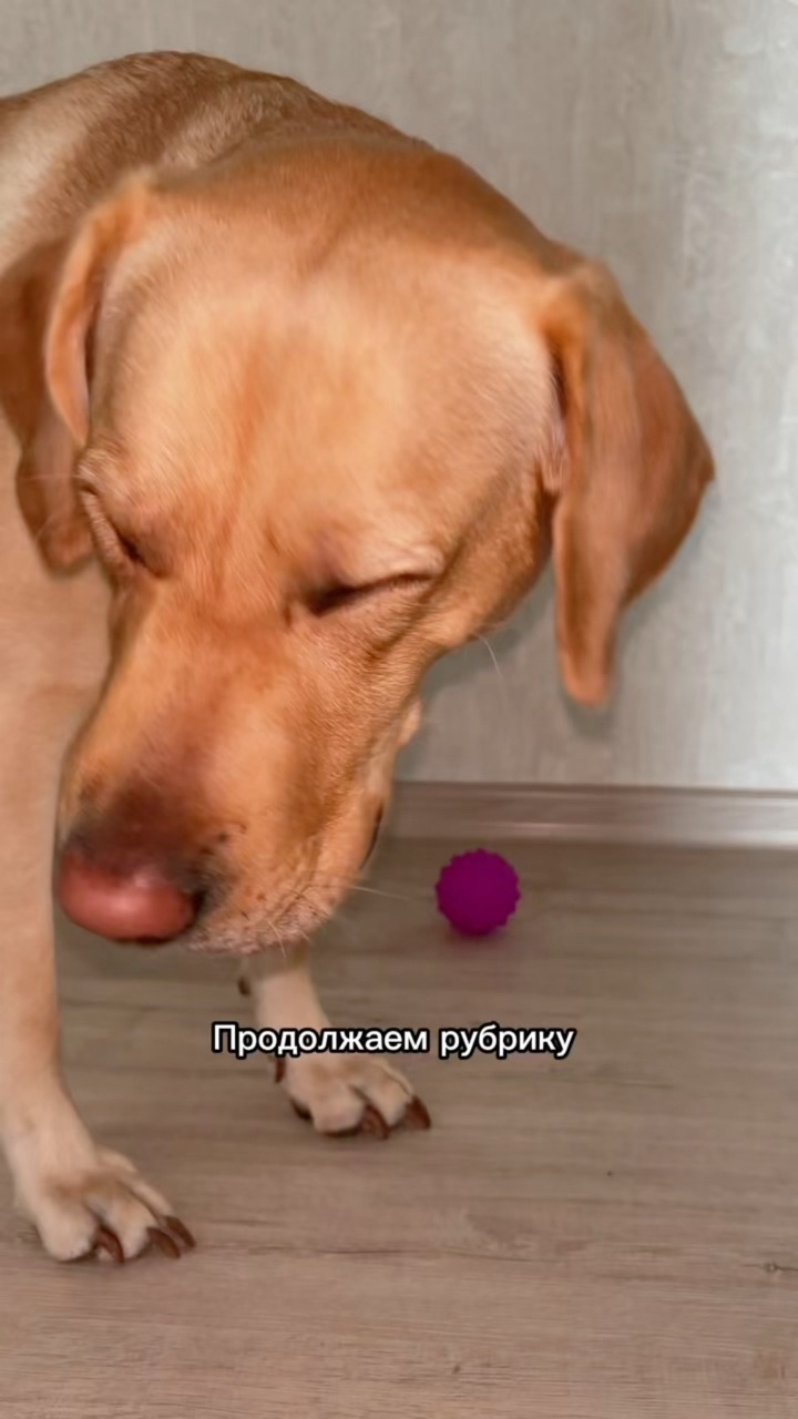 На связи лабрадор Бен-Бен в LOOKY. #307874530,#276247301,#собака,#собакадругчеловека,#любовь,#малыш,#питомец. Как моя мама тратит ...