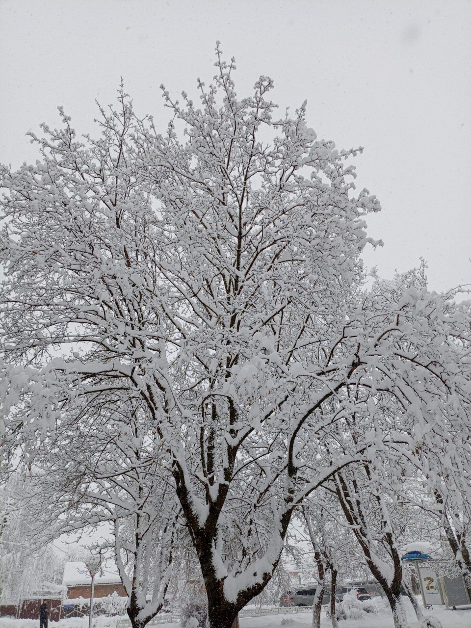 Олеся в LOOKY. . 
