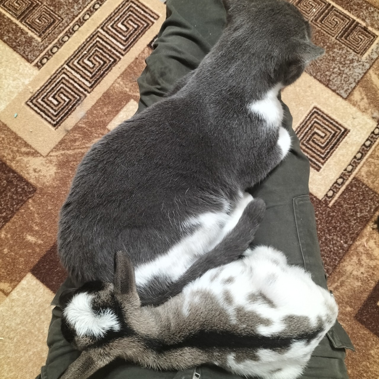 PetsStalkerS in LOOKY. #котики,#микрокозень,#отдых,#милота. Когда решил посидеть...