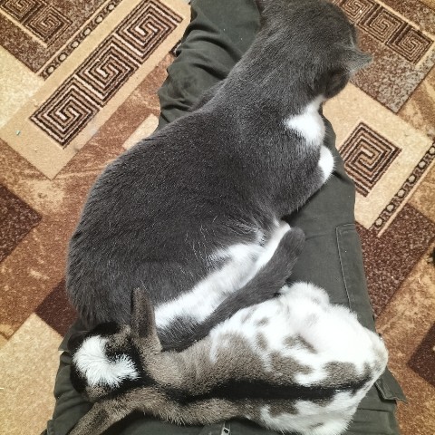 PetsStalkerS в LOOKY. #котики,#микрокозень,#отдых,#милота. Когда решил посидеть...