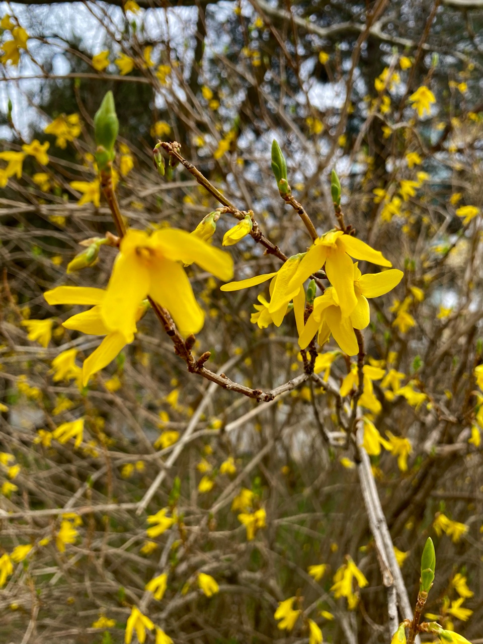 nina_melekhova в LOOKY — фото 3