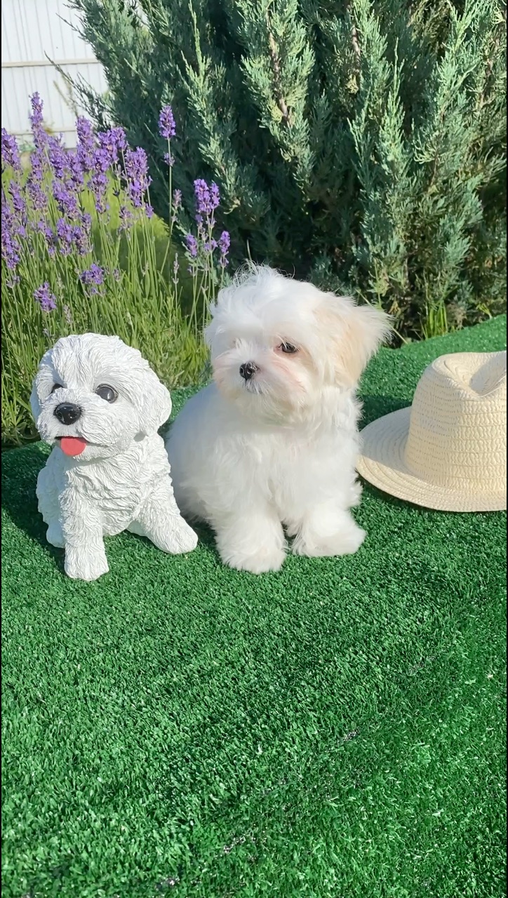pearl_valley_maltese в LOOKY. . 