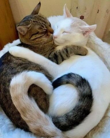 Foxincup71 в LOOKY. . Доброй ночи. В новый...