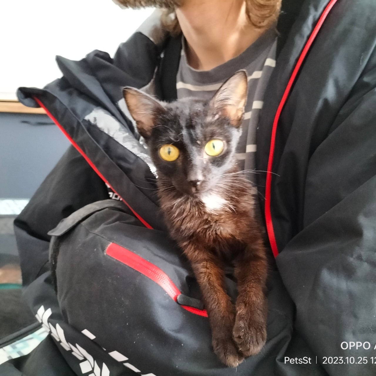 PetsStalkerS in LOOKY. #котики,#милота. Есть у нас котик по ...