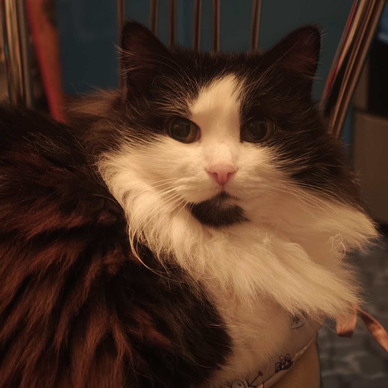 lomka в LOOKY. . Пузырь💕