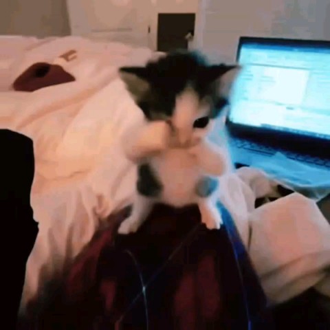 Looky_178757091100823 в LOOKY. . эдит коте