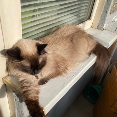 maksen_maksenych в LOOKY. #кошачийблог,#мыизкотограма,#котыванфасивпрофиль,#кот,#жизнькота,#усымоидлинные,#котофото,#котизм,#котэ,#кот,#кошка,#набалконе,#солнечно. У нас сегодня наконе...