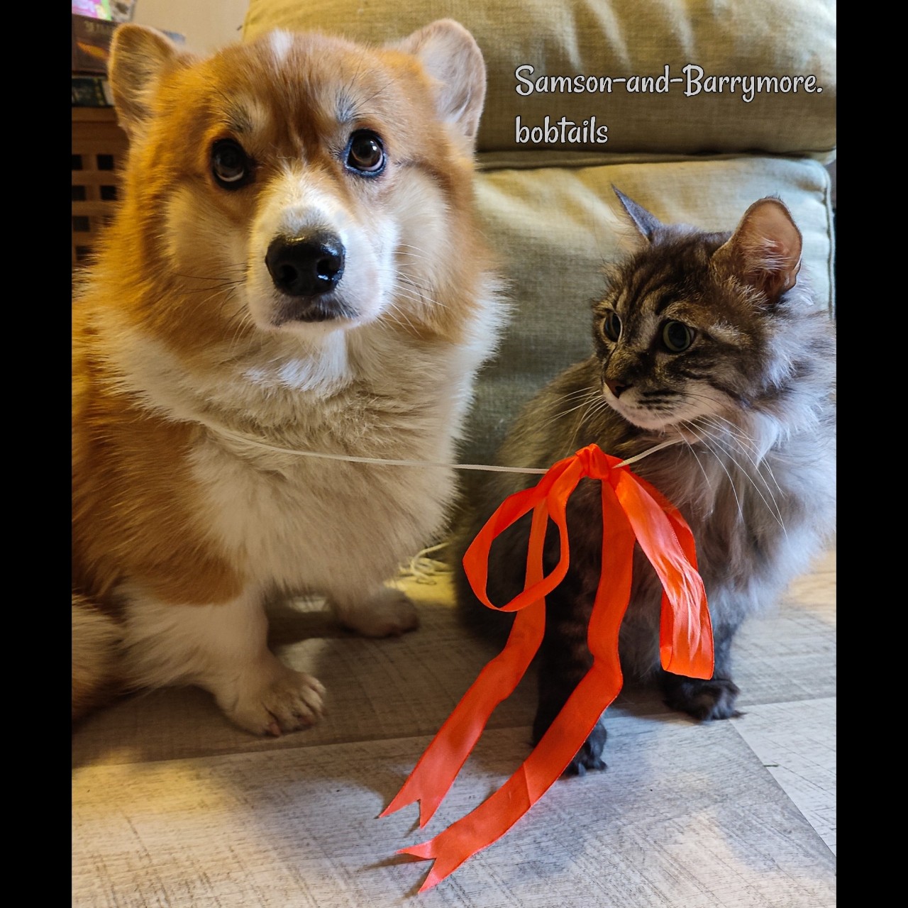 samson_and_barrymore.bobtails в LOOKY — фото 4