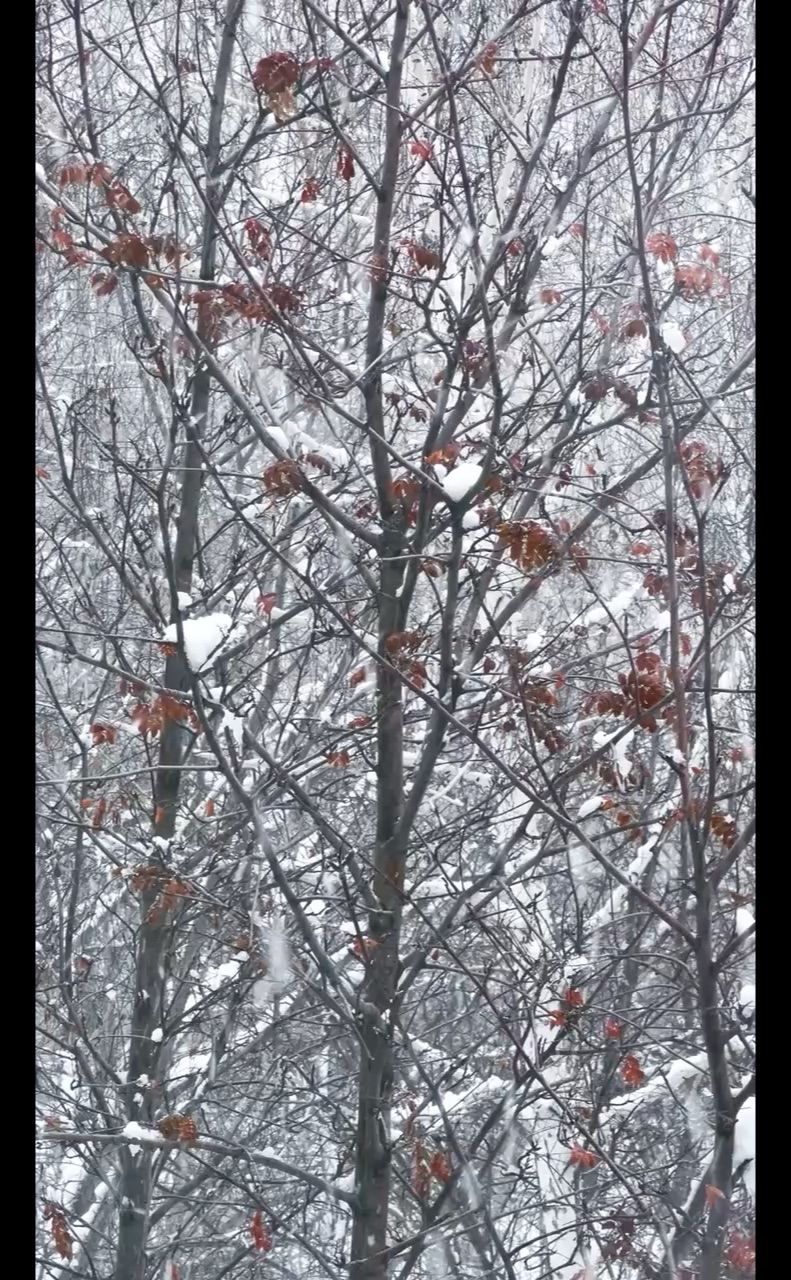 olgacsmt в LOOKY. . ❄️❄️❄️
