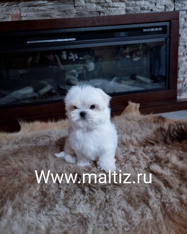 Питомник мальтезе  Daily Love в LOOKY. #мальтезе,#щенкимальтезе,#купитьщенкамальтезе,#питомникмальтезе. Питомник предлагаем ...