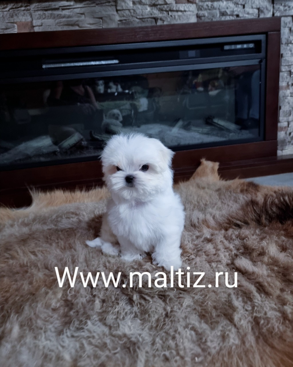 Питомник мальтезе  Daily Love в LOOKY — Питомник предлагаем щенка мальтезе мини мальчика #мальтезе #