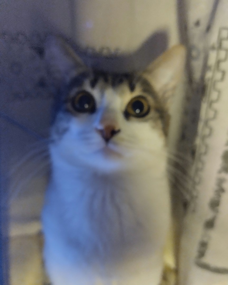Кот Мурчик in LOOKY. . 