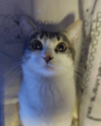 Кот Мурчик в LOOKY. . 