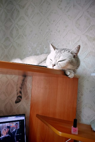 Lu_region42 в LOOKY. . Любимый зайчонок спи...