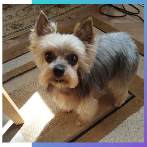 tanya.groomer в LOOKY. #йорк,#йорширскийтерьер,#йорктерьер,#йорик,#йоркомания,#стрижкайорка,#стрижкайоркширскоготерьера,#гумингйорка,#собаки,#песики,#дмашниеживотные,#животные,#пиомец,#стрижка. Миля😍

*стрижка
*мы...