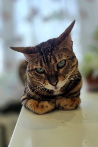 afina_zeus в LOOKY. #кот,#коты,#бенгалы,#бенгальскаякошка,#фотомомент,#моифото,#красивыекошки,#котеечка,#любимецсемьи,#люблюкошек,#looky,#looky_official,#looky_кошки,#looky_контент. Нажми на паузу, июль...