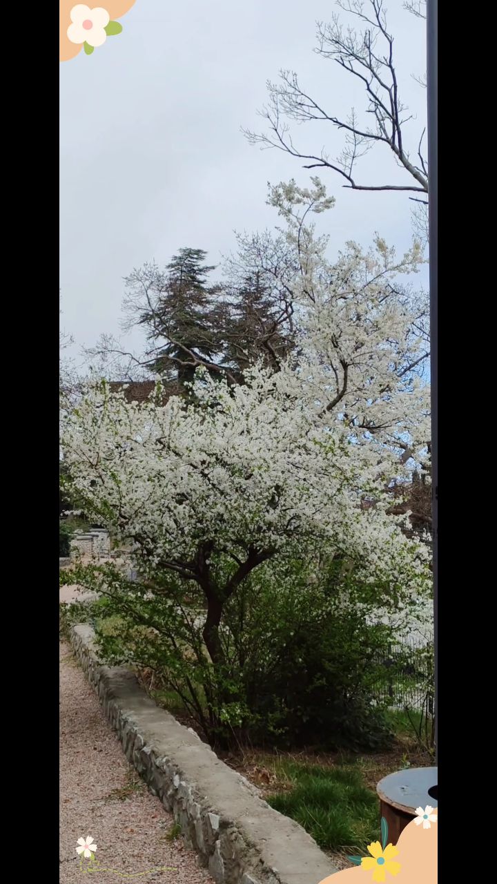 xah_6atoh в LOOKY. #Алупка,#Крым,#ХАНБАТОН,#XAH6ATOH,#Весна,#ПаркСолнечный,#Отдых,#парк. Вот такой день, 28 м...