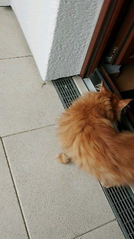 Simba в LOOKY. #симба,#котёнок. Все новое и неизвест...