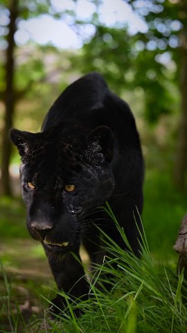 INSIDE-WILDLIFES в LOOKY. . https://youtube.com/...