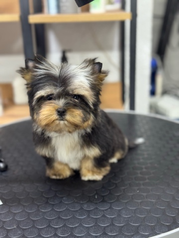 Цветные Йорки Little Favorite в LOOKY. . Little Favorite Амаз...