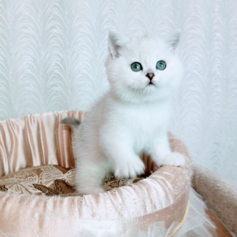 angelika harina в LOOKY. . 