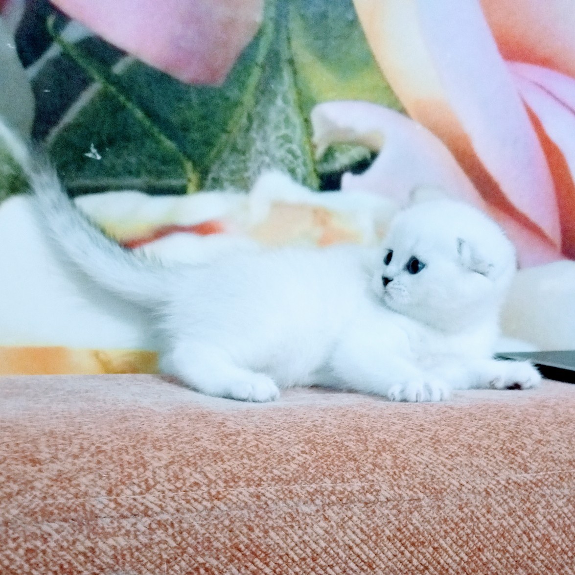 Скоттиш фолд
[#шотландскийвислоухий ](шотландскийвислоухий)
#Шотландскиекотята