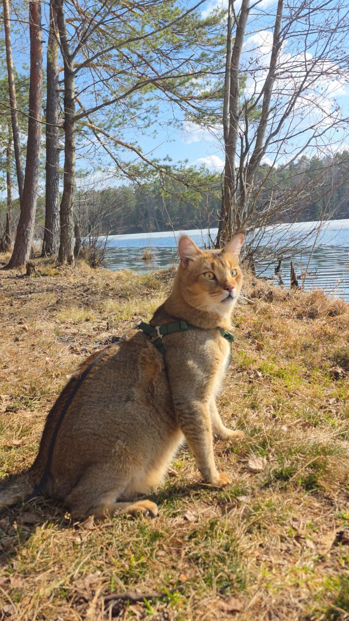 afina_zeus в LOOKY. #весна,#природа,#наприроде
#looky_наприроде,#пейзаж,#озеро,#кот,#кошка,#мыизкотограма,#чаузи,#редкиекошки,#красивыекошки,#гибридныекошки,#видеомомент,#видосики,#рилсы,#looky,#looky_official,#looky_кошки,#looky_контент. Весенний лес — это з...