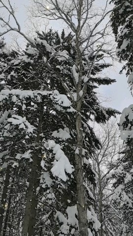  в LOOKY — В зимнем парке сегодня тихо, только птички-синички поют свои
