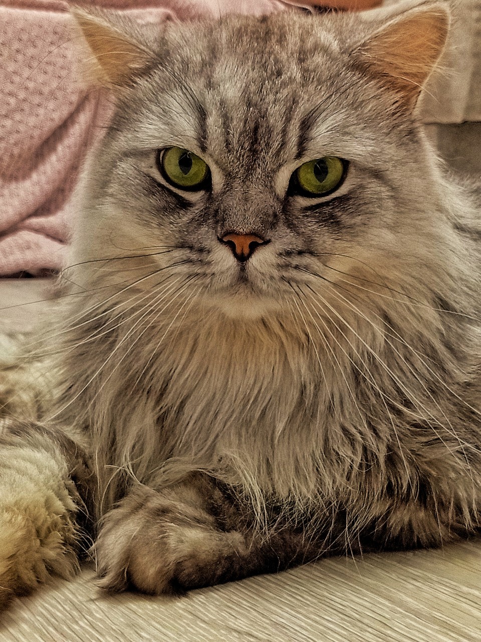darenka_little в LOOKY. #котики,#cats,#ilovemycat,#lovecats,#nature,#instacat,#kitty,#animals,#коты #кот #cat #catsofinstagram #кошка #кошки #котята #котик #котэ #catstagram #котенок #животные #catlover #catlovers #instacat #инстакот #котя #котятки #catlife #catoftheday #cats_of_instagram. Серьезный парень 
#к...