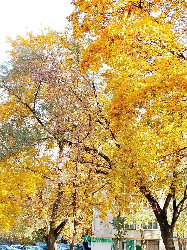 Прогулки с Серёгой в LOOKY — фото 10