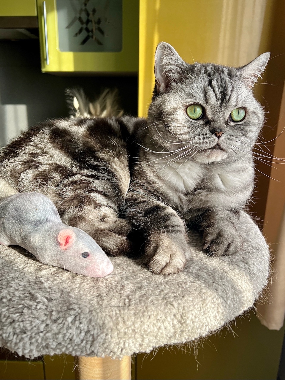 british_mars_cat