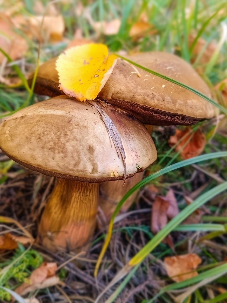 Леди Катерина и кот в LOOKY — 🍃🍂 Есть в сентябре прекрасная пора,
Когда ещё не вся листв