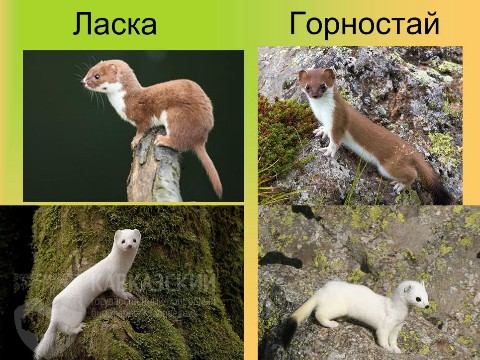 laskanutiy_gornostay в LOOKY. #ласка,#горностай,#зверёк,#животное,#хищник,#млекопитающие,#. Вроде и одинаковые з...