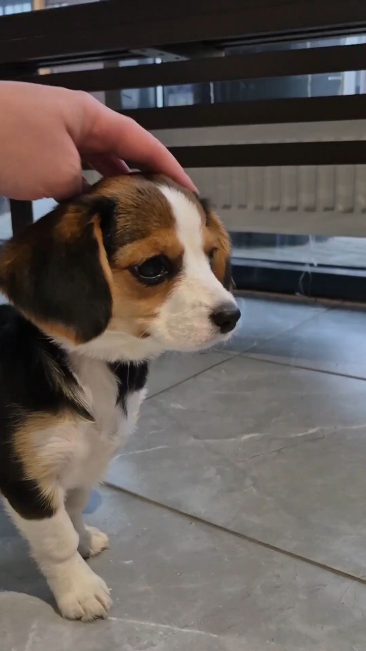 Шурупчик в LOOKY. . 🥰
[#антистресс ](ан...