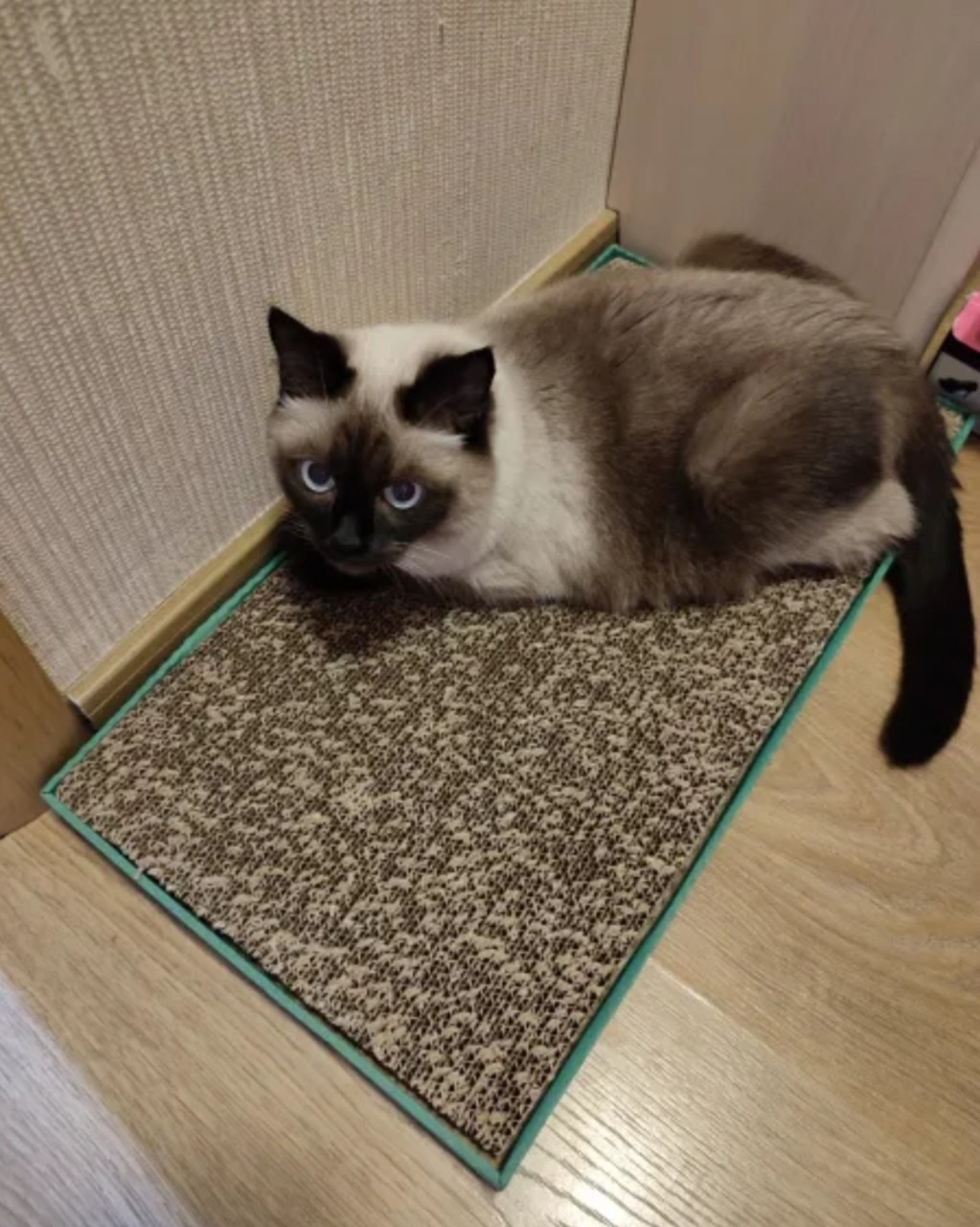 kogtedralka в LOOKY — ✅️"Качество соответствует цене. Коту понравилась когтеточка.