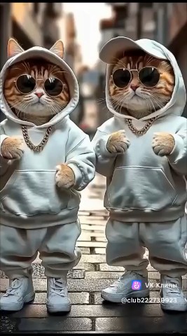 Котлин_Остров_Котов_Кронштадт в LOOKY. #коты_танцы,#котики_на_стили,#нейрокотики,#cat. #коты_танцы #котики_...