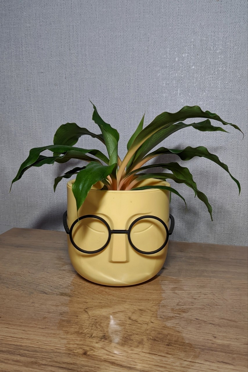 Alenenok в LOOKY. #хлорофитуморанж,#комнатные_растения,#plant. Долго отсутствовала,...