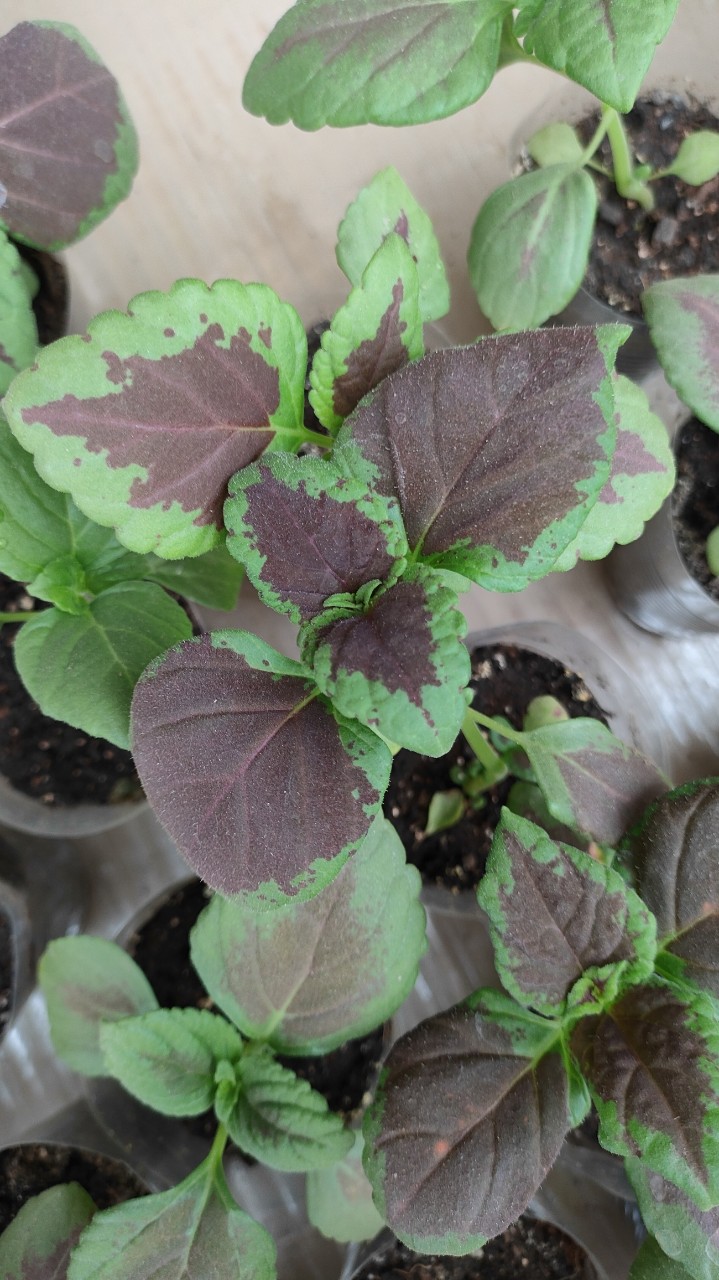 Колеус,какова красота#садогород#растения#цветы#🍀🪴🌱