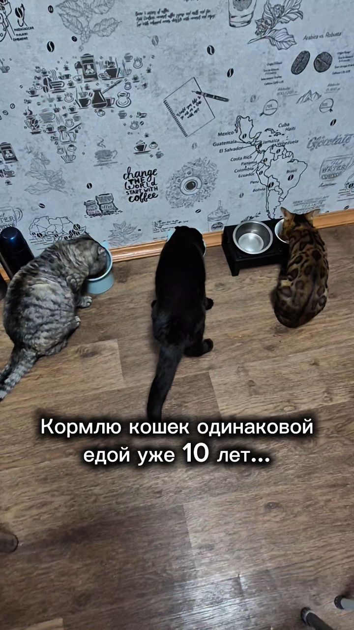 myshka.musya.marusya в LOOKY. #кошки,#котики. #кошки #котики