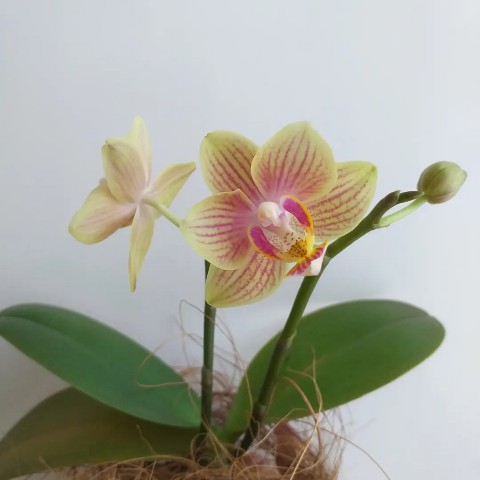 Anassia_Nikulina в LOOKY. . Орхидея Queensland T...