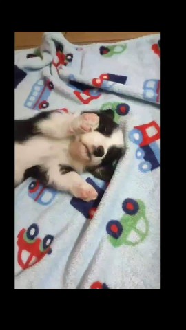 anjenland_kennel в LOOKY. . Корги щенок 

[#корг...