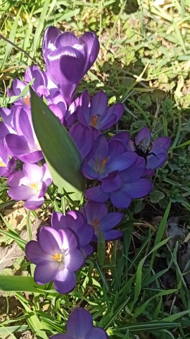 s_sobakoy_na_more в LOOKY. . А у нас шмели жужат)
