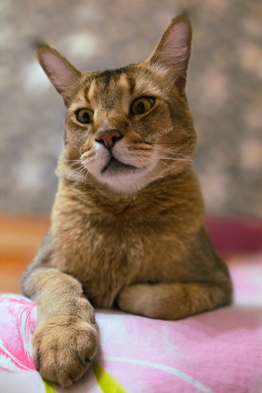 afina_zeus в LOOKY. #большиекошки,#редкиекошки,#гибридныекошки,#котикмой,#котеечка,#котонутые,#котозависимость,#котомания,#фотокота,#котмодель,#кот,#коты,#красивыйкот,#люблюкотиков,#фотомодель,#моифото,#looky,#looky_official,#looky_кошки. Привет друзья!
В вос...