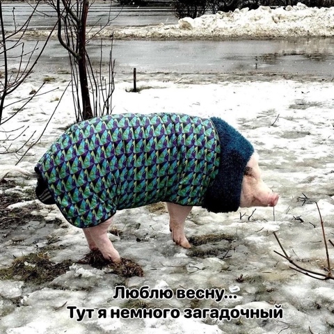 Свиноволк в LOOKY. . 🐽