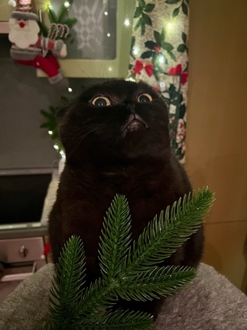 cats_mars_tayson в LOOKY. . 