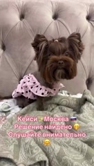 Цветные йорки Мальтипу в LOOKY. . 